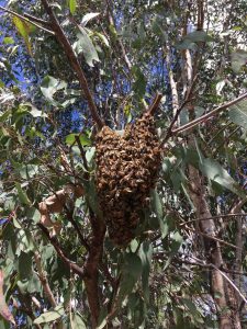 Bee Swarm